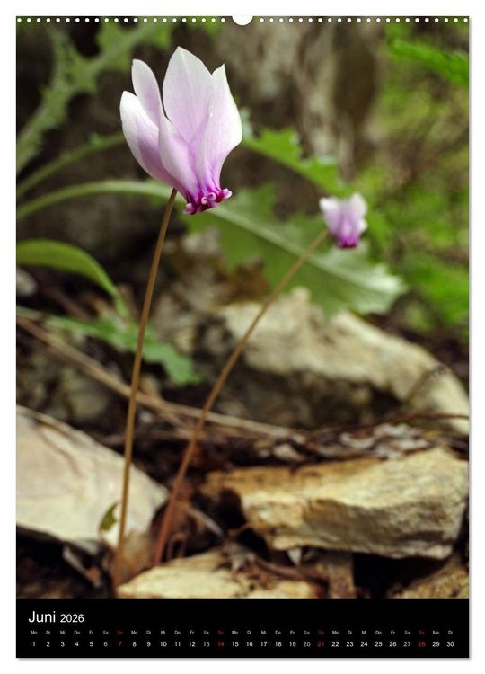Produktbild: WILDBLUMEN (Wandkalender 2026 DIN A2 hoch), CALVENDO Monatskalender
