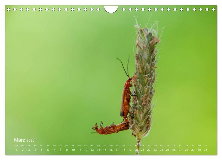 Produktbild: Eine Safari im Garten (Wandkalender 2026 DIN A4 quer), CALVENDO Monatskalender