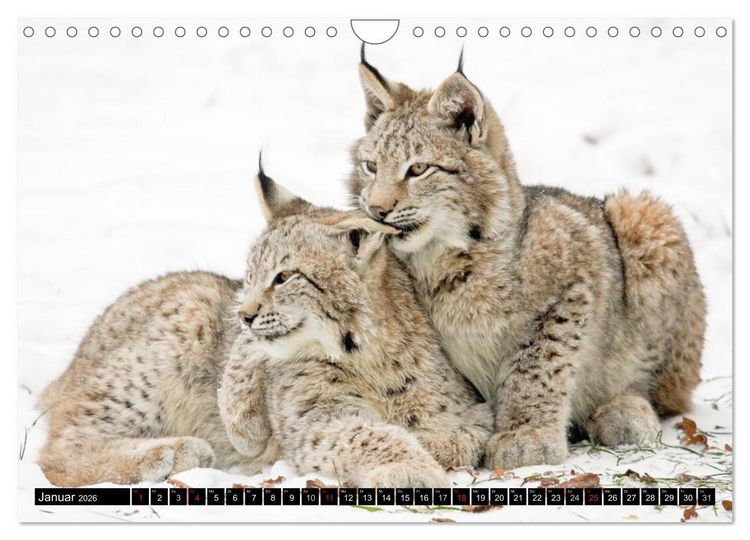 Produktbild: Luchskinder (Wandkalender 2026 DIN A4 quer), CALVENDO Monatskalender