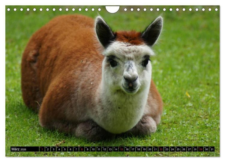 Produktbild: Lama und Alpaka (Wandkalender 2026 DIN A4 quer), CALVENDO Monatskalender