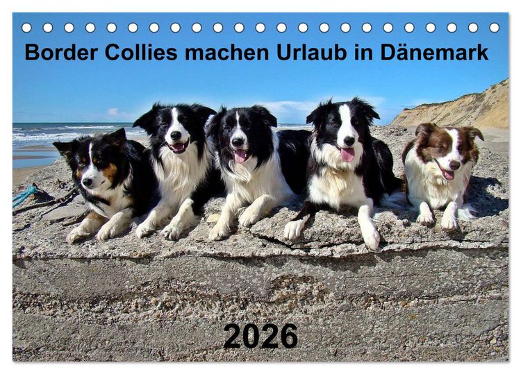 Produktbild: Border Collies machen Urlaub in D&auml;nemark (Tischkalender 2026 DIN A5 quer), CALVENDO Monatskalender