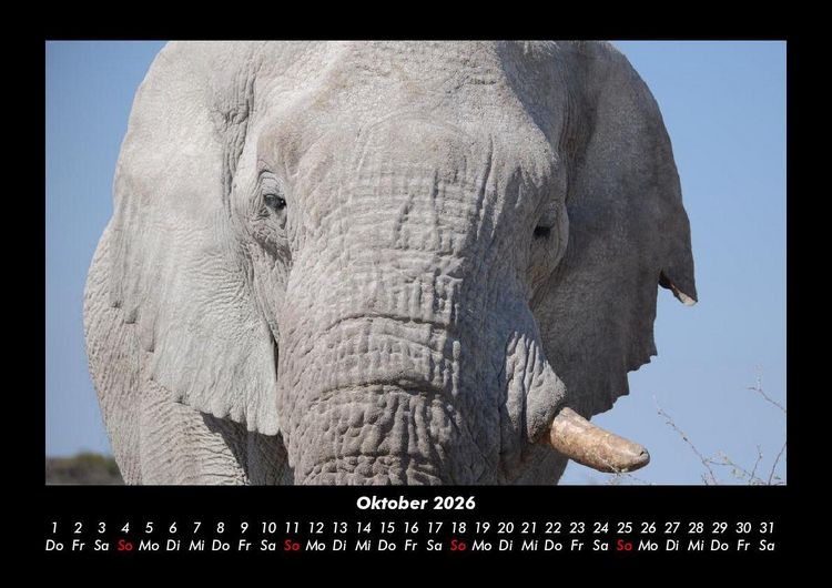 Produktbild: Der Elefantenkalender 2026 Fotokalender DIN A3
