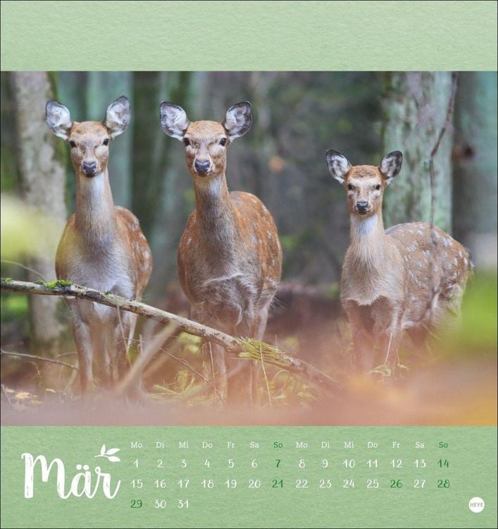 Produktbild: Vadim Trunov: M&auml;rchenhaftes Waldleben Postkartenkalender 2027
