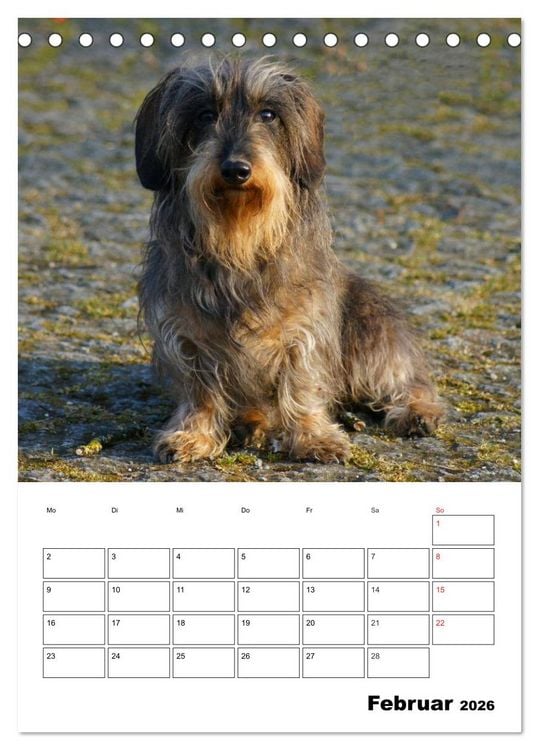 Produktbild: Liebenswerte Zwergrauhaardackel (Tischkalender 2026 DIN A5 hoch), CALVENDO Monatskalender