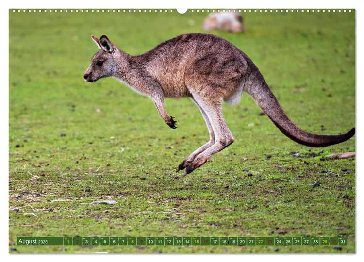 Produktbild: Big Five Australiens Buckelwal, Walhai, Orca, Quokka,K&auml;nguru (hochwertiger Premium Wandkalender 2026 DIN A2 quer), Kunstdruck in Hochglanz