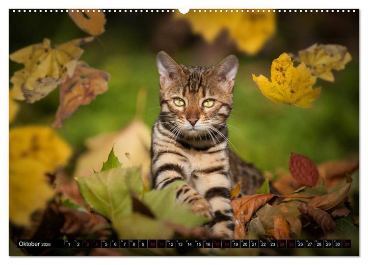 Produktbild: Bengalen Outdoor und Action (hochwertiger Premium Wandkalender 2026 DIN A2 quer), Kunstdruck in Hochglanz