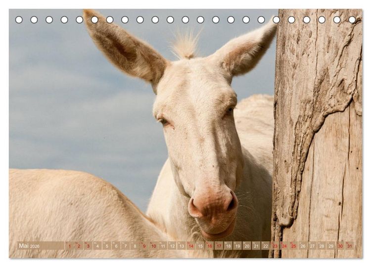 Produktbild: Wei&szlig;e Esel - M&auml;rchenhafte Langohren (Tischkalender 2026 DIN A5 quer), CALVENDO Monatskalender