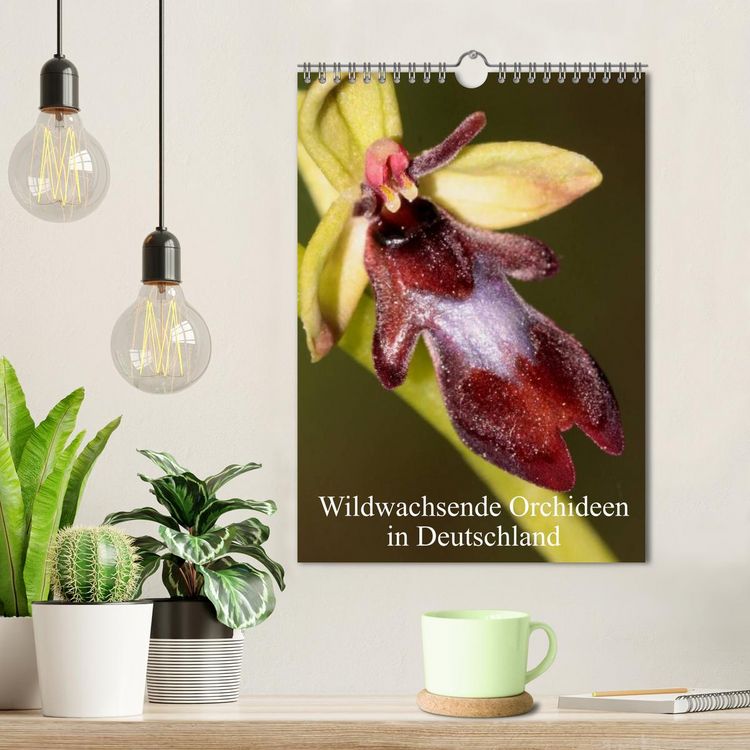 Produktbild: Wildwachsende Orchideen in Deutschland (Wandkalender 2026 DIN A4 hoch), CALVENDO Monatskalender