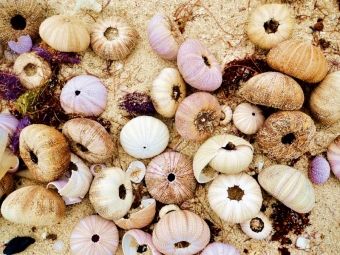 Produktbild: Mauritius, Seeigelh&uuml;llen (Puzzle)