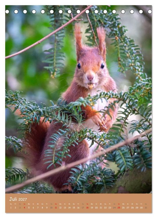 Produktbild: Unsere Eichh&ouml;rnchen - Naturmomente aus dem heimischen Garten (Tischkalender 2027 DIN A5 hoch), CALVENDO Monatskalender