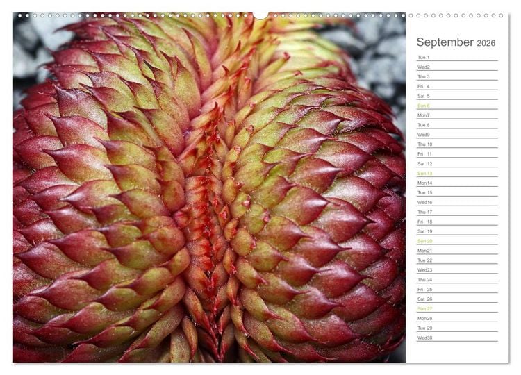 Produktbild: Sempervivum Fascinating Succulents (High Quality Premium Wall Calendar 2026 DIN A2 landscape),CALVENDO 12 Month Wall Calendar