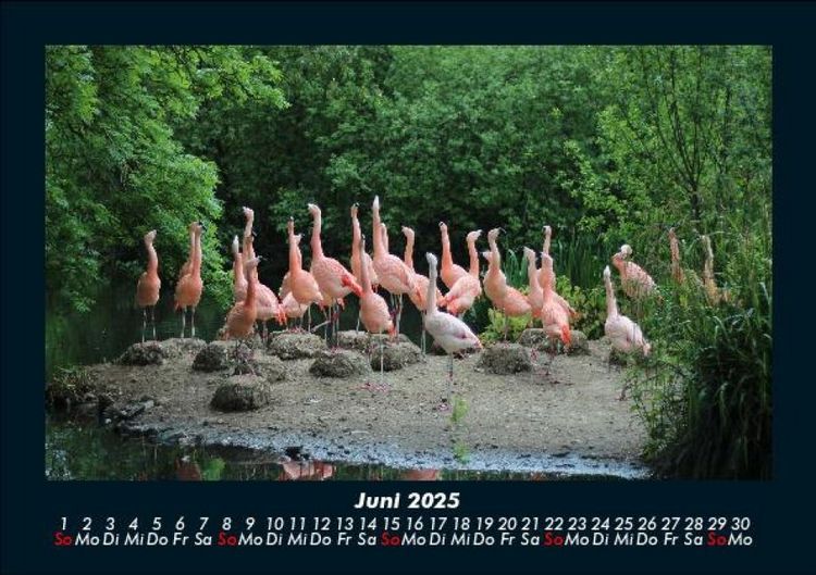 Produktbild: B&auml;ume 2025 Fotokalender DIN A5