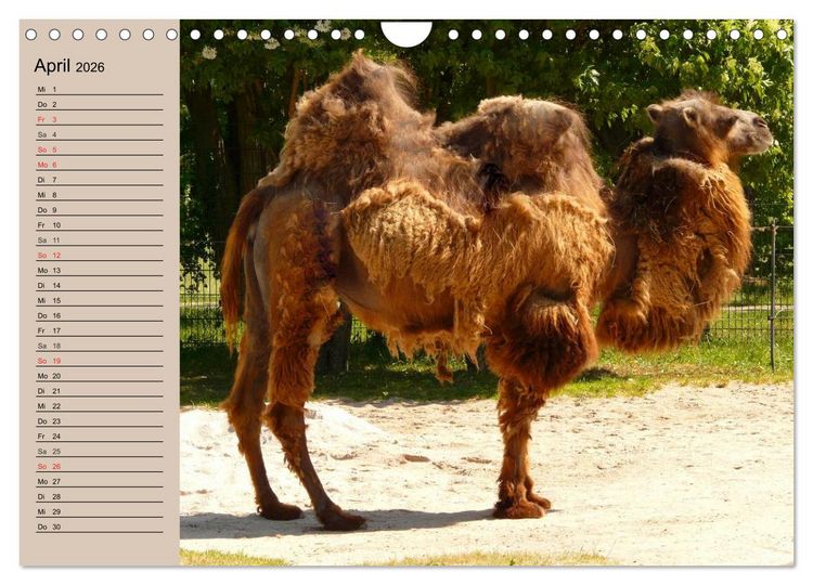 Produktbild: Kamele. Dromedar und Trampeltier (Wandkalender 2026 DIN A4 quer), CALVENDO Monatskalender