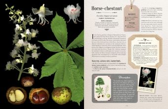 Produktbild: 100 Plants That Heal