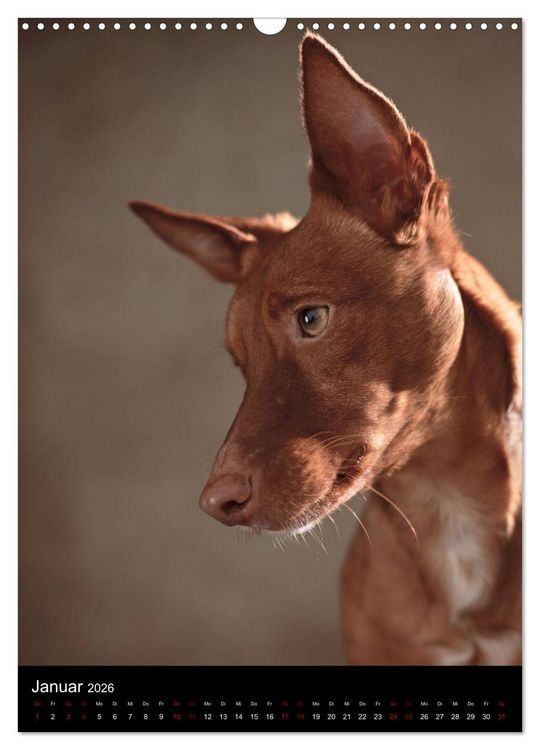 Produktbild: Stille Momente - Die sensible Seite der Hunde (Wandkalender 2026 DIN A3 hoch), CALVENDO Monatskalender
