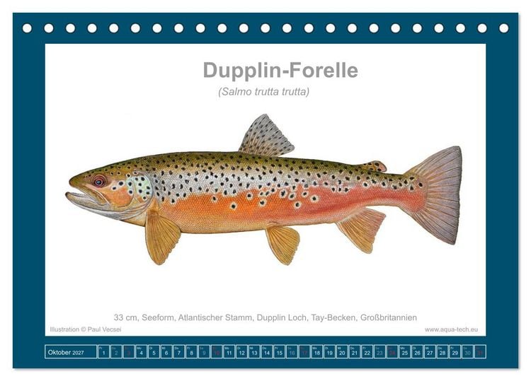Produktbild: Fisch als Kunst 2027: Seeforellen (Tischkalender 2027 DIN A5 quer), CALVENDO Monatskalender