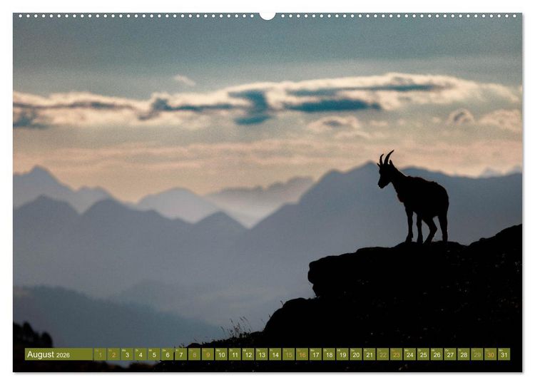 Produktbild: Steinb&ouml;cke am Niederhorn (Wandkalender 2026 DIN A2 quer), CALVENDO Monatskalender