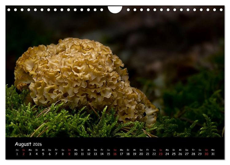 Produktbild: Pilzgalerie (Wandkalender 2026 DIN A4 quer), CALVENDO Monatskalender