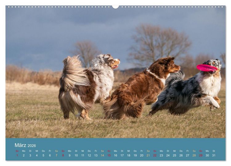 Produktbild: Mit Aussies unterwegs - Die bunte Welt der Australian Shepherds (hochwertiger Premium Wandkalender 2026 DIN A2 quer), Kunstdruck in Hochglanz
