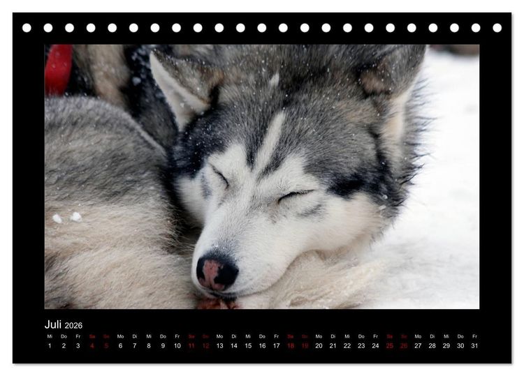 Produktbild: Huskys im Schnee (Tischkalender 2026 DIN A5 quer), CALVENDO Monatskalender