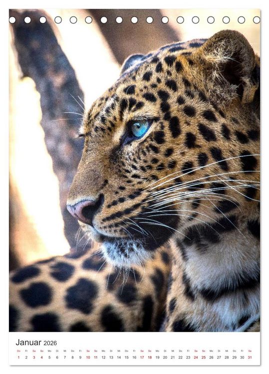 Produktbild: Leoparden - Die Beute im Visier. (Tischkalender 2026 DIN A5 hoch), CALVENDO Monatskalender