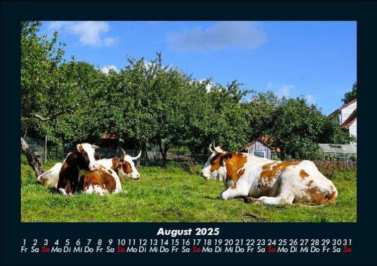 Produktbild: Kuhkalender 2025 Fotokalender DIN A5