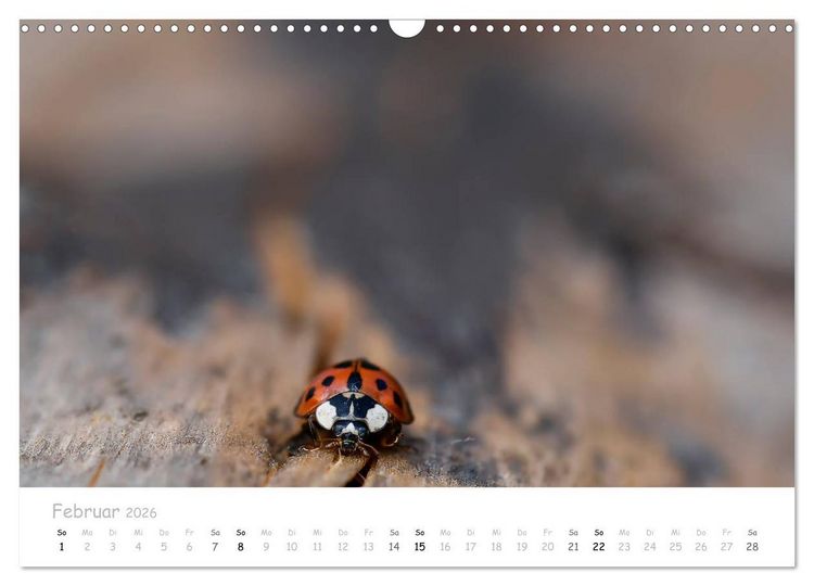 Produktbild: Marienk&auml;fer - kleine Gl&uuml;cksmomente (Wandkalender 2026 DIN A3 quer), CALVENDO Monatskalender