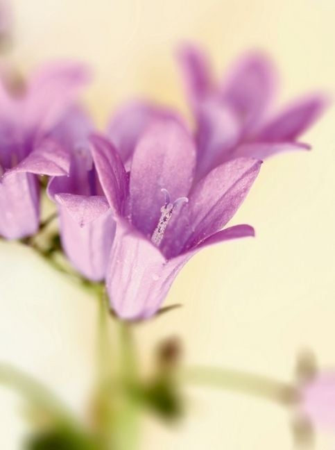 Produktbild: campanula bl&uuml;ten (Puzzle)