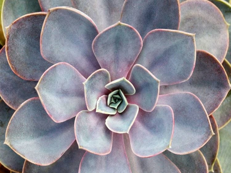 Produktbild: CALVENDO Puzzle Echeveria gibbiflora | 1000 Teile Lege-Gr&ouml;&szlig;e 64x48cm Foto-Puzzle f&uuml;r gl&uuml;ckliche Stunden