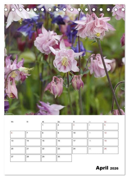 Produktbild: Zauberhafte Akeleien (Tischkalender 2026 DIN A5 hoch), CALVENDO Monatskalender
