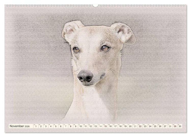 Produktbild: Windhunde 2026 (hochwertiger Premium Wandkalender 2026 DIN A2 quer), Kunstdruck in Hochglanz