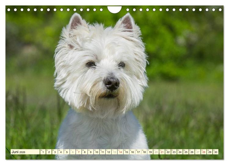 Produktbild: Kobold auf 4 Pfoten - West Highland White Terrier (Wandkalender 2026 DIN A4 quer), CALVENDO Monatskalender