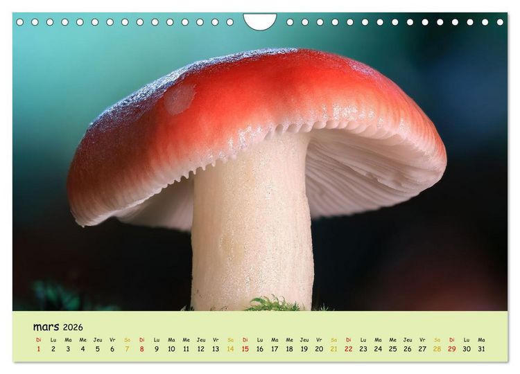 Produktbild: Champignons tout en couleurs (Calendrier mural 2026 DIN A4 vertical), CALVENDO calendrier mensuel