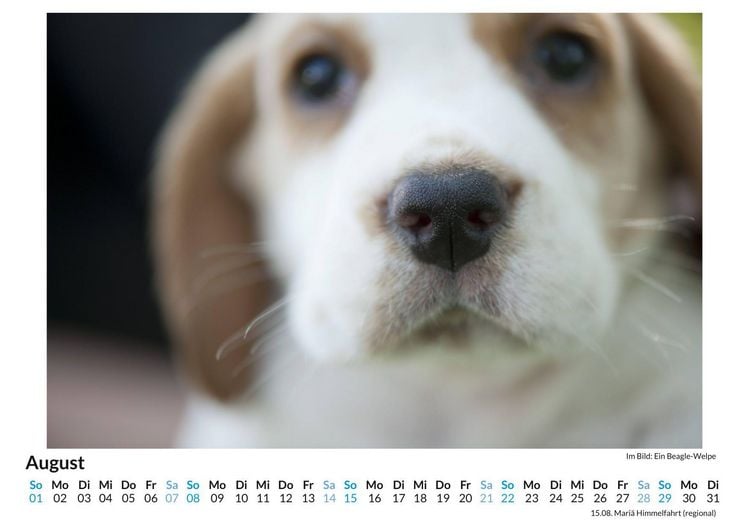 Produktbild: Beagle