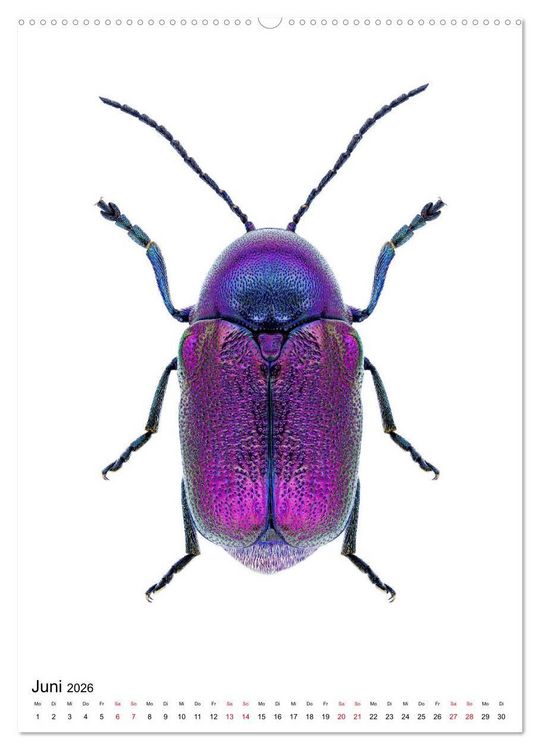 Produktbild: Die sch&ouml;nsten Insekten (Wandkalender 2026 DIN A2 hoch), CALVENDO Monatskalender