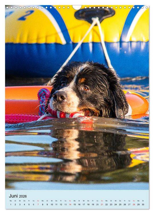 Produktbild: Berner Sennenhund - stark , sch&ouml;n und liebenswert (Wandkalender 2026 DIN A3 hoch), CALVENDO Monatskalender