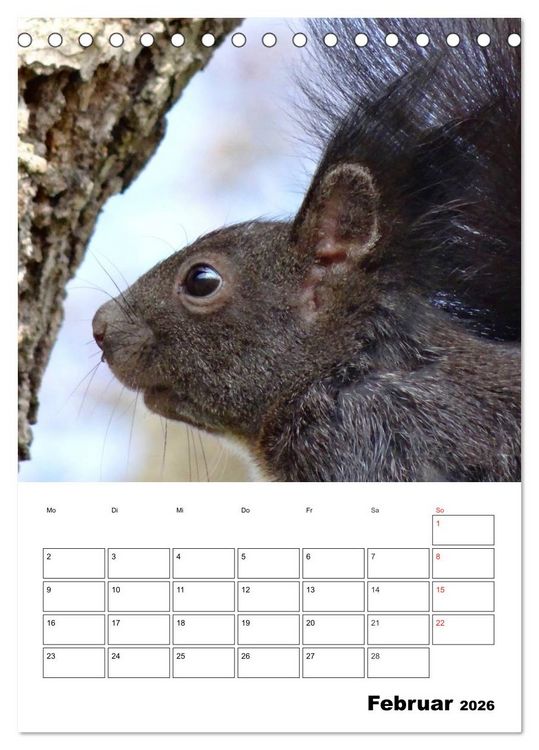 Produktbild: Niedliche Eichh&ouml;rnchen (Tischkalender 2026 DIN A5 hoch), CALVENDO Monatskalender