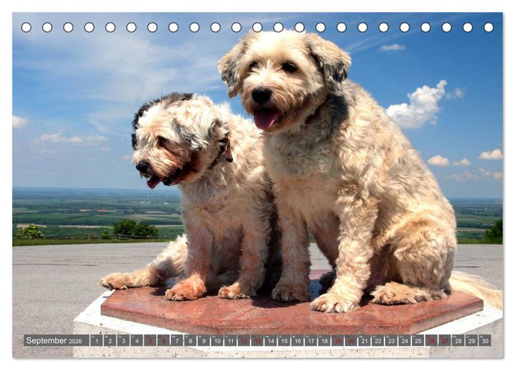 Produktbild: Tibet-Terrier - Eine Hunderasse mit Charakter (Tischkalender 2026 DIN A5 quer), CALVENDO Monatskalender
