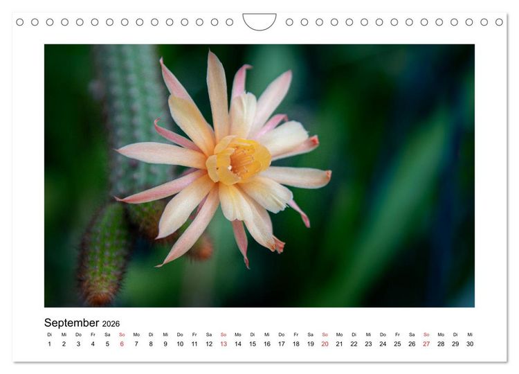Produktbild: Kakteen und Sukkulenten (Wandkalender 2026 DIN A4 quer), CALVENDO Monatskalender