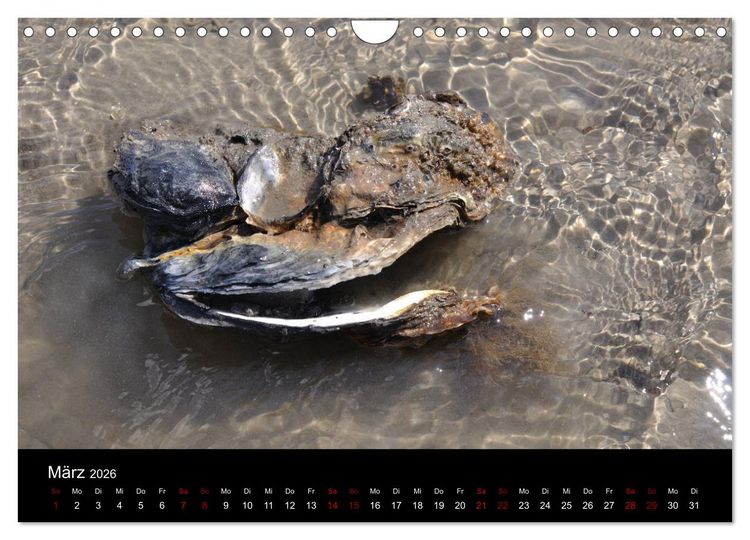 Produktbild: Marina Guide's Segelimpressionen 2026 (Wandkalender 2026 DIN A4 quer), CALVENDO Monatskalender
