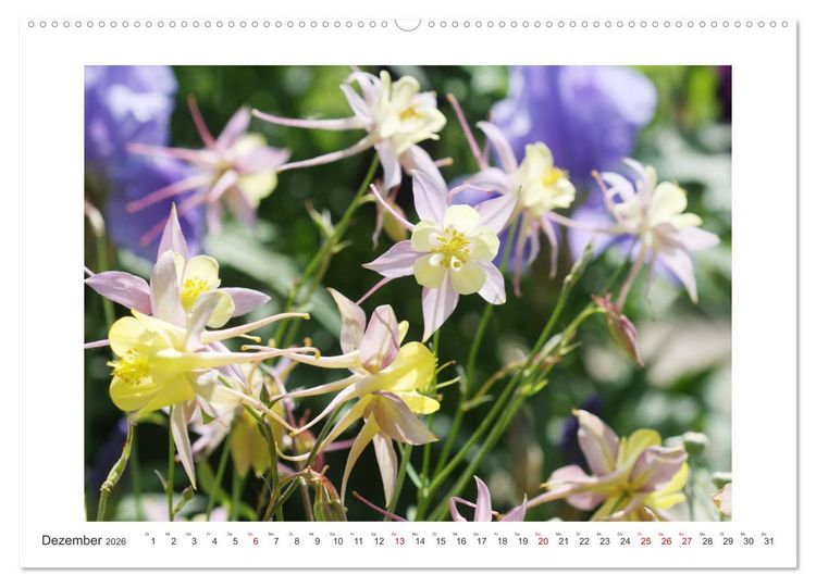 Produktbild: Akeleien im Garten (hochwertiger Premium Wandkalender 2026 DIN A2 quer), Kunstdruck in Hochglanz