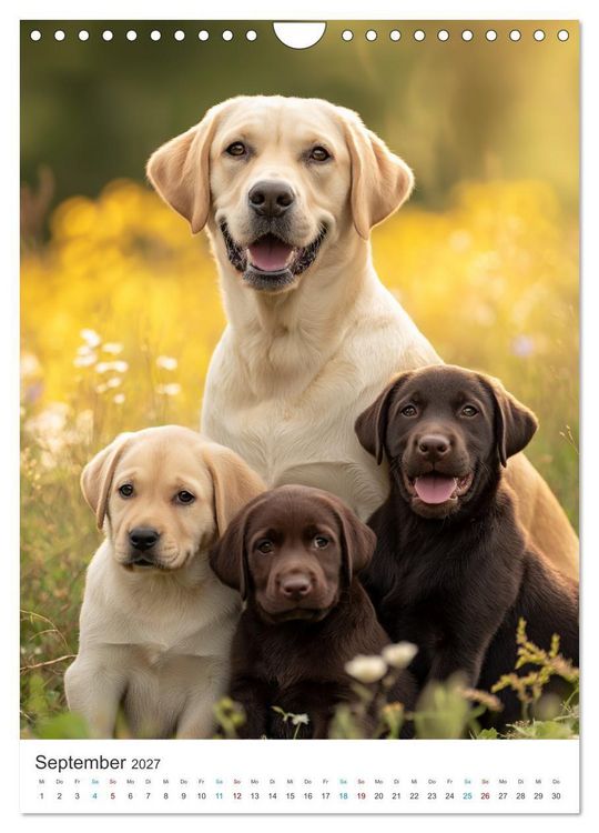 Produktbild: Mein Jahr mit Labradoren (Wandkalender 2027 DIN A4 hoch), CALVENDO Monatskalender