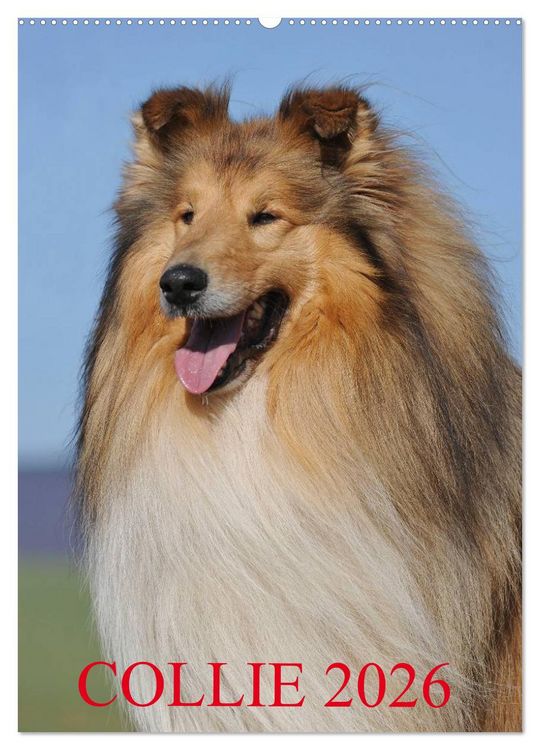 Produktbild: Collie 2026 (Wandkalender 2026 DIN A2 hoch), CALVENDO Monatskalender