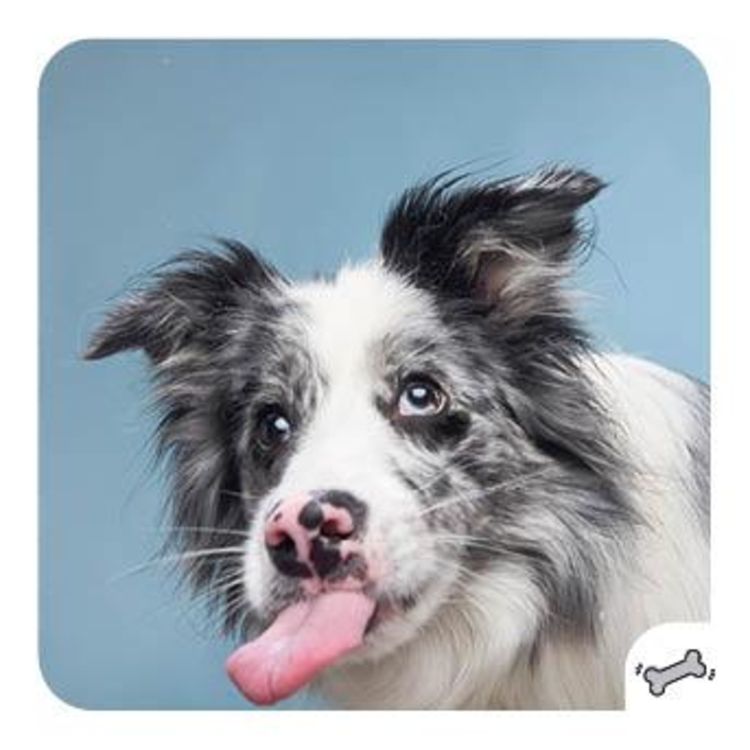 Memo-Spiel: Funny dogs!