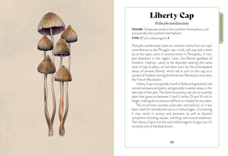 Produktbild: Xmushroom Miscellany Hb