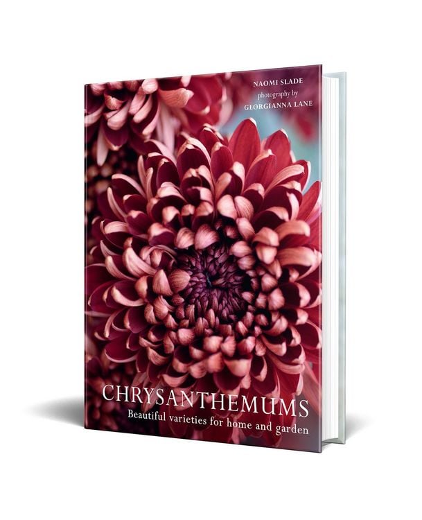 Produktbild: Chrysanthemums Hb