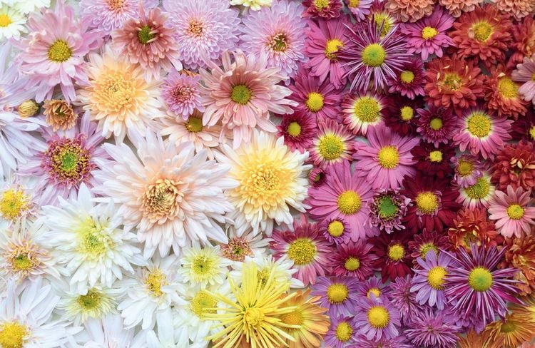 Produktbild: Chrysanthemums Hb