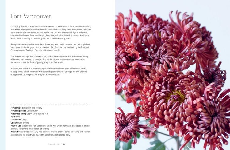 Produktbild: Chrysanthemums Hb