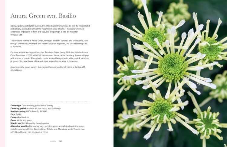Produktbild: Chrysanthemums Hb