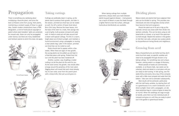 Produktbild: Chrysanthemums Hb